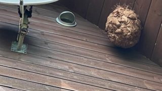 新潟蜂駆除専門店 長岡支店