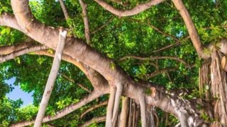 株式会社木材保存センター