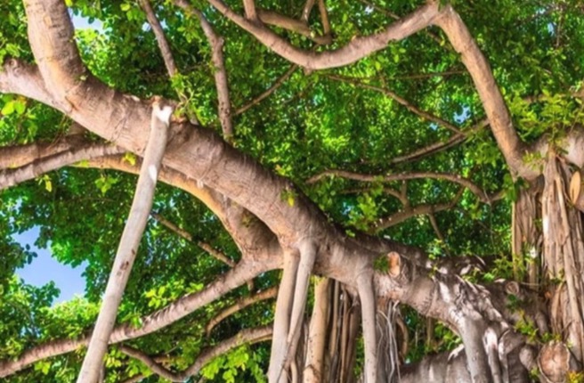 株式会社木材保存センター