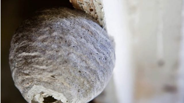 国本白蟻工務店