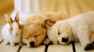 にじの橋舎 神戸住吉ペット霊園