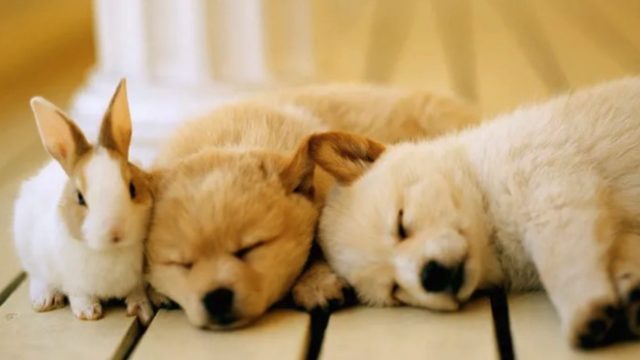 にじの橋舎 神戸住吉ペット霊園