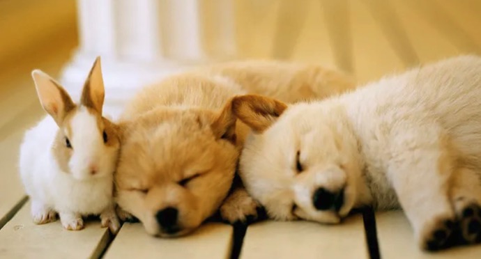 にじの橋舎 神戸住吉ペット霊園